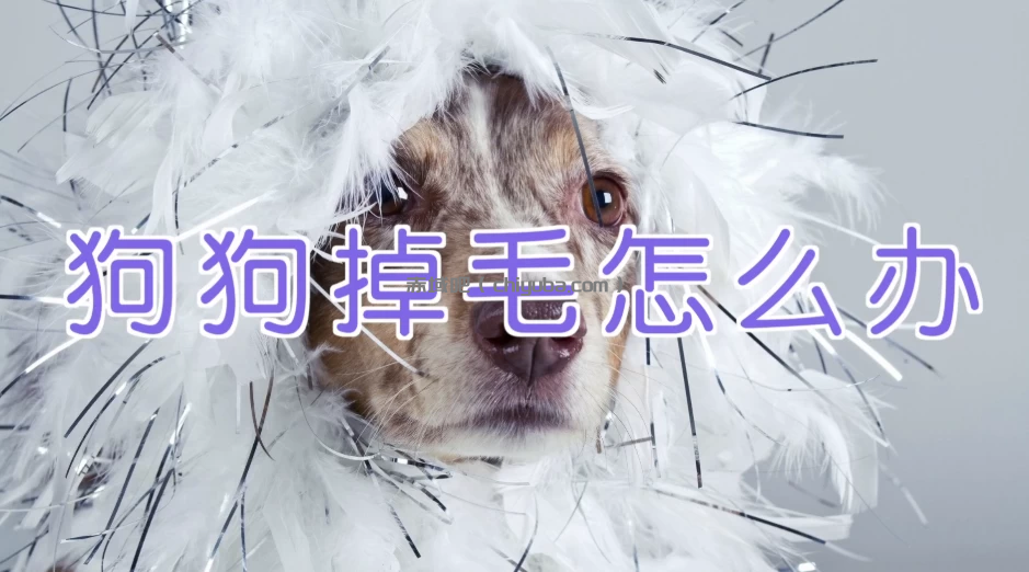 宠物训练-训狗教程Dog Training-寒山客