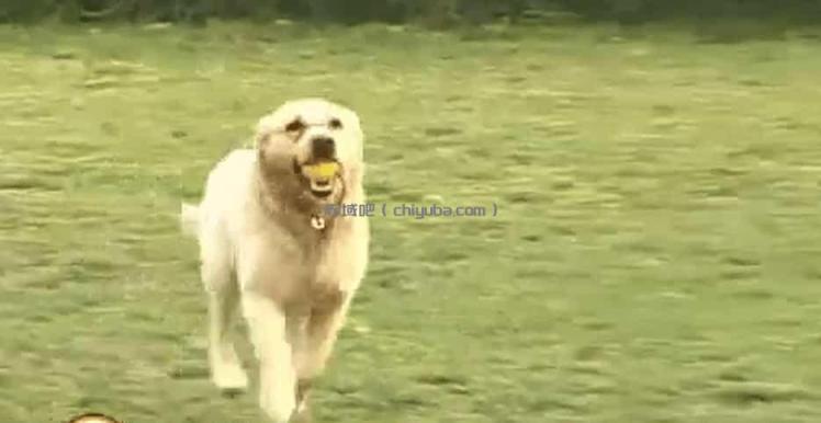 ​​20节专业训犬视频教程：新手养狗必备指南​
